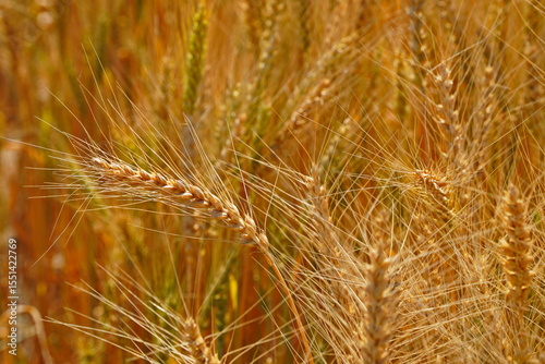 Stems with grains. A huge field of ripening wheat under the bright sun.