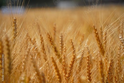 Stems with grains. A huge field of ripening wheat under the bright sun.