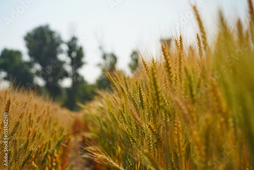 Stems with grains. A huge field of ripening wheat under the bright sun.