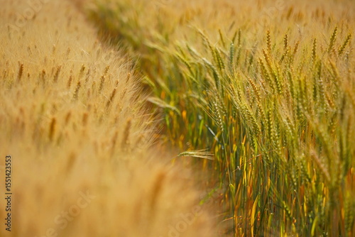 Stems with grains. A huge field of ripening wheat under the bright sun.