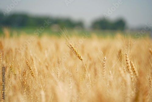 Stems with grains. A huge field of ripening wheat under the bright sun.