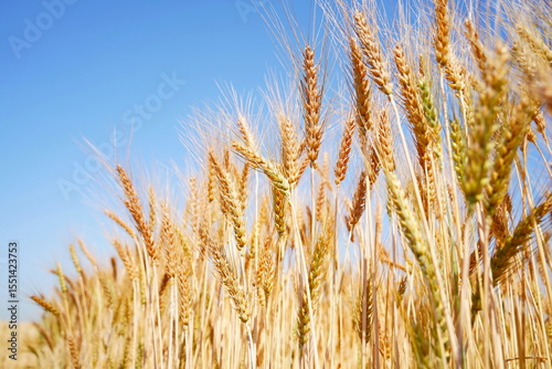 Stems with grains. A huge field of ripening wheat under the bright sun.