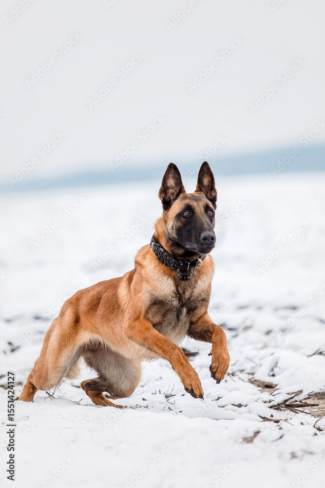 Belgian Shepherd Dog in the snow. Malinois dog in winter landscape Belgian Shepherd Dog in the snow. Malinois dog in winter landscape