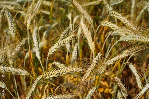 Stems with grains. A huge field of ripening wheat under the bright sun.