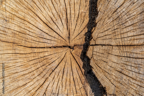 close up of an old stump texture.