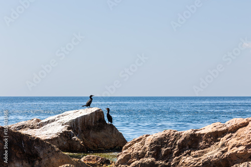 cormorants on the rocks at the beach