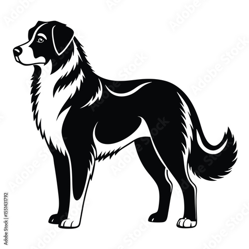 Elegant Black and White Illustration of a Border Collie Standing in Profile with a Calm and Regal Expression
