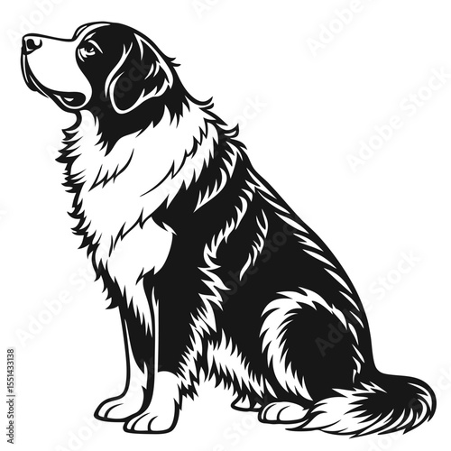 Elegant Portrait of a Bernese Mountain Dog Seated in a Striking Black and White Silhouette Style Design
