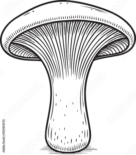 Mushroom Gills Vector Illustration, Sketch Drawing Line Linear Symbol Icon Engraving Coloring Book, Hand-drawn Black and White Isolated