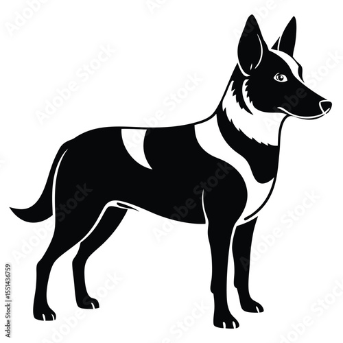 Elegant Silhouette of a Belgian Shepherd Dog Standing Alert with a Striking Black and White Coat Pattern and Upright Ears