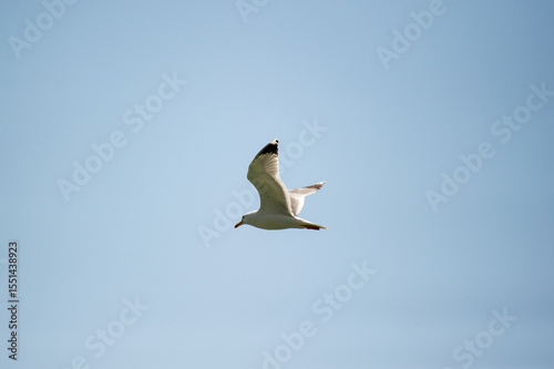 Photography seagull flying in the sky