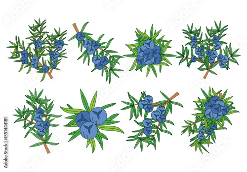 Elegant juniper branch with detailed leaves and berries suitable for nature and botanical designs