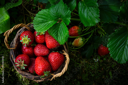 Basket of ripe strawberries next to a strawberry plant in a garden