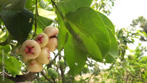 Low angle shot of pink Rose apple, scientifically known as Syzygium jambos, has many common names depending on the region. Some of the most popular include Gulab Jamun in Hindi, Jambos or Jambu.
