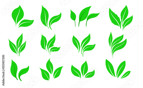 Green leaves icons set isolated on white background vector illustration. Collection of green leaves. Template for package and cover. Vegan, tree, plant, fresh, energy and healthy nutrition concept.