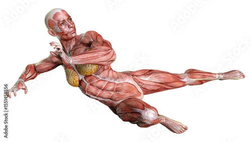 3D Rendering Female Anatomy Figure on White