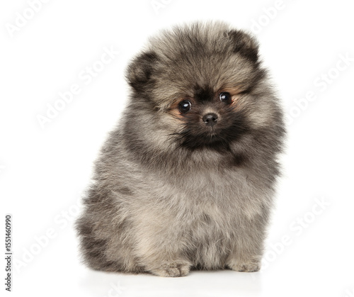 Fluffy Pomeranian puppy sitting on white background