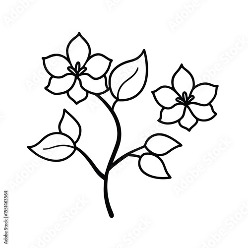 a bauhinia tree with orchid style flowers and twin
