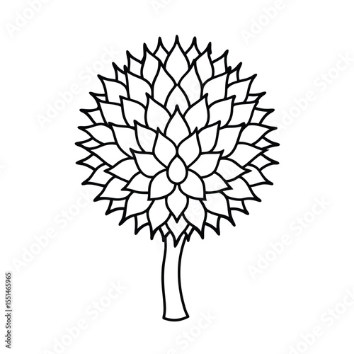 a flowering durian tree with radial flower lines a