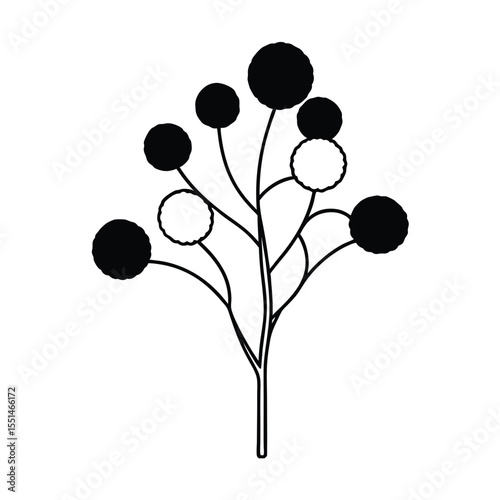 a flowering eucalyptus tree with fuzzy round flowe