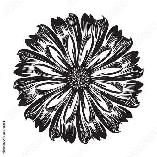  silhouette of single unique design flower of bachelor  on the white background        