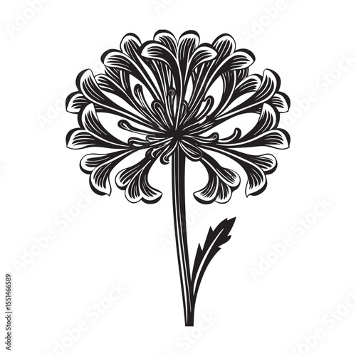  silhouette of single unique design flower of bachelor  on the white background        