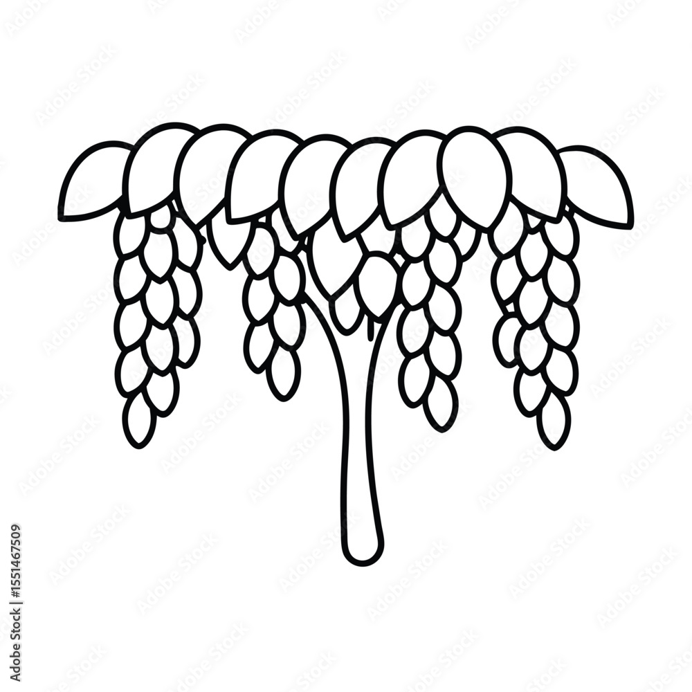 a golden shower tree with cascading flower chains 