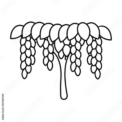 a golden shower tree with cascading flower chains 