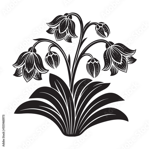  silhouette of single unique design flower of drooping   on the white background      