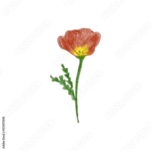 red poppy flower pencil drawing on transparent background