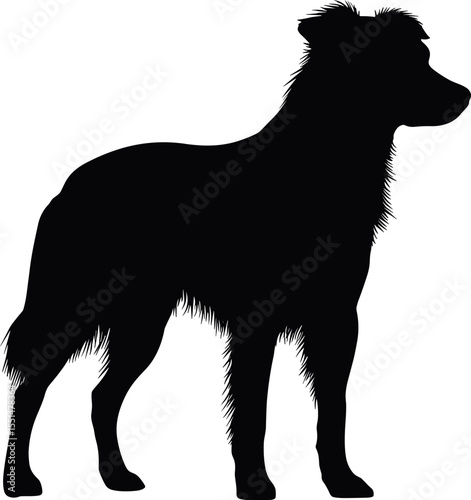 Australian shepherd dog standing in silhouette, full-length profile