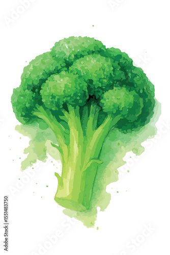 Watercolor vector illustration of broccoli, isolated on white background.