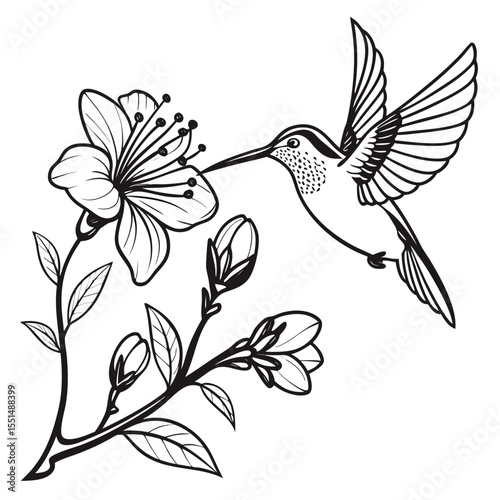 Hummingbird Feeding on Blossom Branch Line Art Illustration