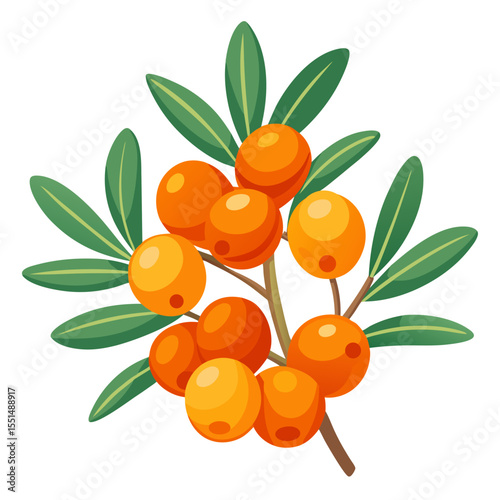 Simple Hippophae Berry Branch Illustration