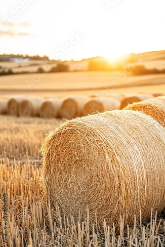 Hay bales on a sunny field with soft background and rural landscape