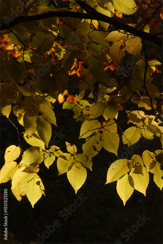 Transmitted lights of japanese autumn leaves / 透過光で見る黄葉(紅葉見ごろ)