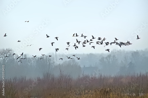 Formation of geese in flight over foggy bare winter trees in bourgoyen nature reserve, Ghent, Flanders, Belgium - branta canadensis 