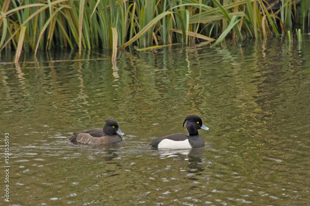 Obraz premium Male and female tufted duck swimming in a lake with reed in Bourgoyen nature reserve, Ghent, flanders, belgium - Aythya fuligula