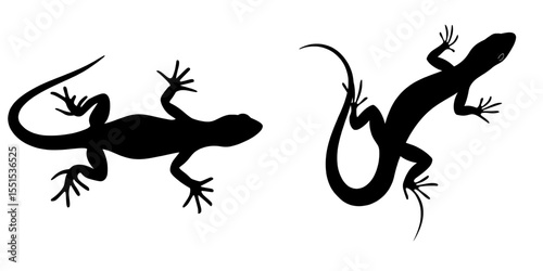 The silhouette of a lizard is isolated against a white background in black