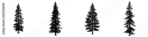 Modern sketch illustration features a black silhouette of the Western Hemlock isolated on a white background as a drawing of an evergreen coniferous plant, which is also the Washington state tree