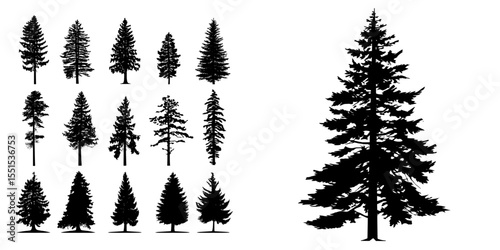 The silhouette is formed by trees, set against the backdrop of a coniferous forest with an isolated tree standing out on a white background