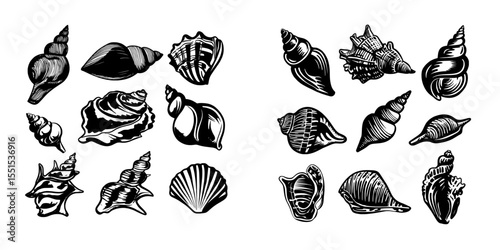 The illustration features a modern collection of realistic sea shells in different forms, all hand-drawn and isolated on a white background