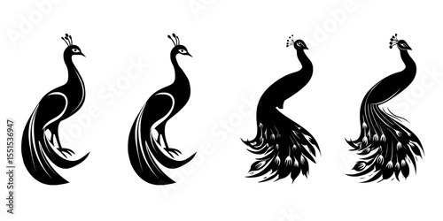 The illustration features two versions of peacocks as isolated elements set against a white background