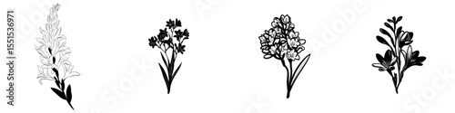 Crocosmia or montbretia, a medicinal plant and wild field flower, depicted in a hand drawn outline and silhouette modern illustration with isolated floral elements on a white background as a sketch
