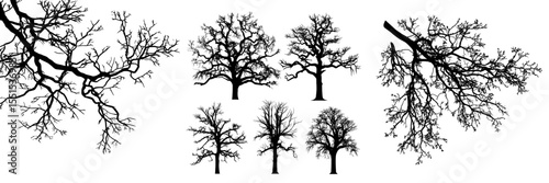 The silhouette of oak tree branches is depicted in a realistic manner on a white background in this modern illustration