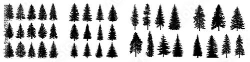 Modern illustration of woodland trees featuring pine tree silhouettes on a white background with evergreen forest firs and spruces as black shapes and wild nature trees templates