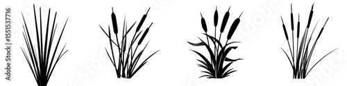 Silhouette of a corner bunch of leaves from bulrush, reed, cattail, or typha in black isolated on a white background
