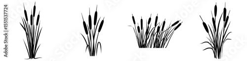 A horizontal cluster of bulrush, reed, cattail, or typha leaves is silhouetted in black against a white background