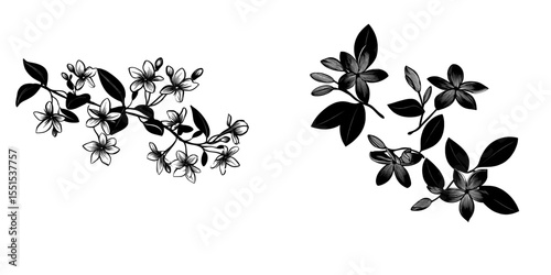 A modern illustration of jasmine flowers, buds, and leaves on a branch is hand-drawn in black pen and set against a plain white background