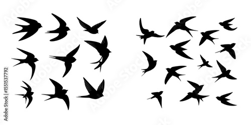 The image depicts a silhouette of birds in flight against a white backdrop, including a group of swallows and swift birds flying together